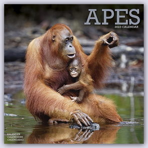 Apes – Affen 2023 – 16-Monatskalender