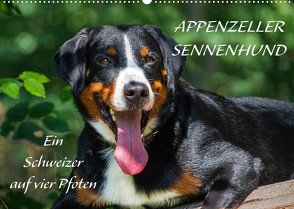 Appenzeller Sennenhund – Ein Schweizer auf 4 Pfoten (Wandkalender 2022 DIN A2 quer) von Starick,  Sigrid