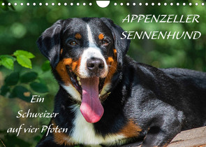 Appenzeller Sennenhund – Ein Schweizer auf 4 Pfoten (Wandkalender 2022 DIN A4 quer) von Starick,  Sigrid