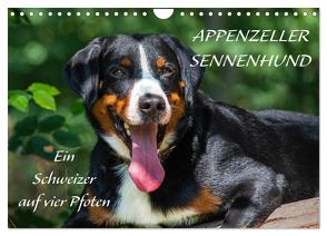 Appenzeller Sennenhund – Ein Schweizer auf 4 Pfoten (Wandkalender 2024 DIN A4 quer), CALVENDO Monatskalender von Starick,  Sigrid