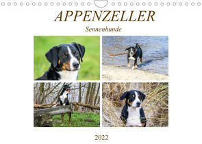 Appenzeller Sennenhunde (Wandkalender 2022 DIN A4 quer) von SchnelleWelten