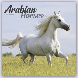 Arabians – Araber – Araber Pferde 2023 – 16-Monatskalender