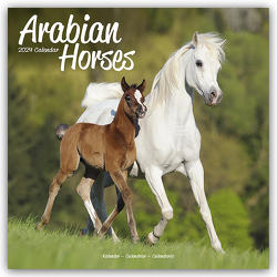 Arabians – Araber – Araber Pferde 2024 – 16-Monatskalender