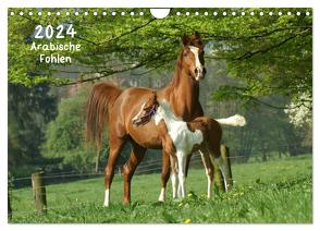 Arabische Fohlen 2024 (Wandkalender 2024 DIN A4 quer), CALVENDO Monatskalender von Göllner,  Silke