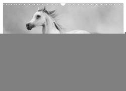 Arabische Pferde (Wandkalender 2024 DIN A3 quer), CALVENDO Monatskalender von Stanzer,  Elisabeth