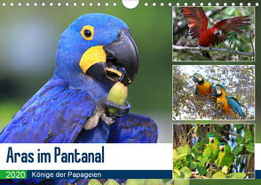 Aras im Pantanal (Wandkalender 2020 DIN A4 quer) von und Michael Herzog,  Yvonne