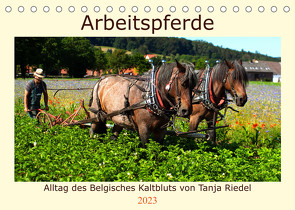 Arbeitspferde – Alltag des belgischen Kaltbluts (Tischkalender 2023 DIN A5 quer) von Riedel,  Tanja