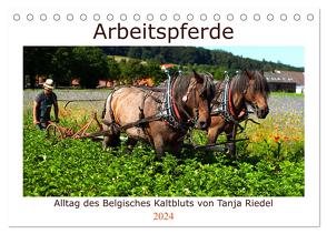 Arbeitspferde – Alltag des belgischen Kaltbluts (Tischkalender 2024 DIN A5 quer), CALVENDO Monatskalender von Riedel,  Tanja