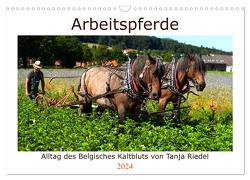 Arbeitspferde – Alltag des belgischen Kaltbluts (Wandkalender 2024 DIN A3 quer), CALVENDO Monatskalender von Riedel,  Tanja