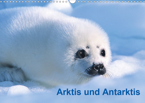 Arktis und Antarktis (Wandkalender 2020 DIN A3 quer) von / Michael DeFreitas,  McPHOTO