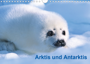 Arktis und Antarktis (Wandkalender 2020 DIN A4 quer) von / Michael DeFreitas,  McPHOTO