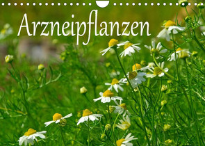 Arzneipflanzen (Wandkalender 2023 DIN A4 quer) von LianeM