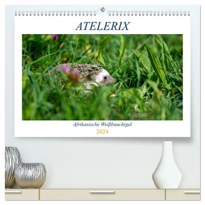 Atelerix – Afrikanische Weißbauchigel (hochwertiger Premium Wandkalender 2024 DIN A2 quer), Kunstdruck in Hochglanz von Zimmermann,  Marina