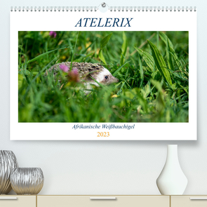 Atelerix – Afrikanische Weißbauchigel (Premium, hochwertiger DIN A2 Wandkalender 2023, Kunstdruck in Hochglanz) von Zimmermann,  Marina
