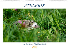 Atelerix – Afrikanische Weißbauchigel (Wandkalender 2023 DIN A2 quer) von Zimmermann,  Marina