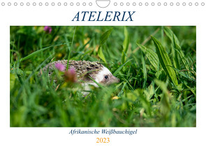 Atelerix – Afrikanische Weißbauchigel (Wandkalender 2023 DIN A4 quer) von Zimmermann,  Marina
