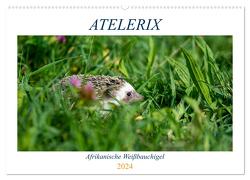 Atelerix – Afrikanische Weißbauchigel (Wandkalender 2024 DIN A2 quer), CALVENDO Monatskalender von Zimmermann,  Marina