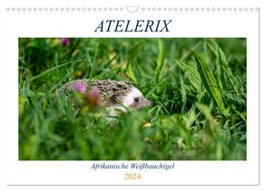 Atelerix – Afrikanische Weißbauchigel (Wandkalender 2024 DIN A3 quer), CALVENDO Monatskalender von Zimmermann,  Marina