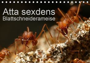 Atta sexdens – Blattschneiderameise (Tischkalender 2019 DIN A5 quer) von Störmer,  Roland