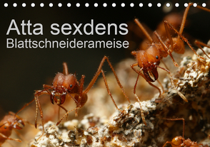 Atta sexdens – Blattschneiderameise (Tischkalender 2021 DIN A5 quer) von Störmer,  Roland