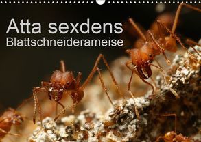Atta sexdens – Blattschneiderameise (Wandkalender 2019 DIN A3 quer) von Störmer,  Roland