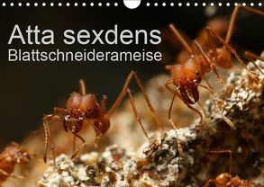Atta sexdens – Blattschneiderameise (Wandkalender 2019 DIN A4 quer) von Störmer,  Roland