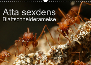 Atta sexdens – Blattschneiderameise (Wandkalender 2021 DIN A3 quer) von Störmer,  Roland