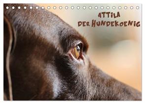 Attila, Der Hundekönig (Tischkalender 2024 DIN A5 quer), CALVENDO Monatskalender von Hultsch,  Heike