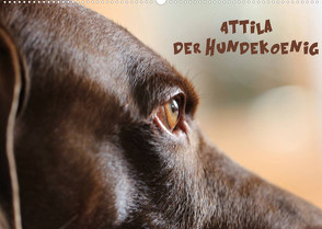 Attila, Der Hundekönig (Wandkalender 2023 DIN A2 quer) von Hultsch,  Heike
