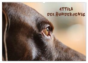 Attila, Der Hundekönig (Wandkalender 2024 DIN A2 quer), CALVENDO Monatskalender von Hultsch,  Heike