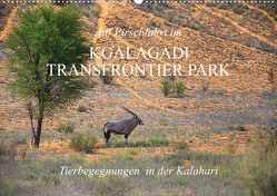 Auf Pirschfahrt im Kgalagadi Transfrontier Park (Wandkalender 2024 DIN A2 quer), CALVENDO Monatskalender von Werner Altner,  Dr.