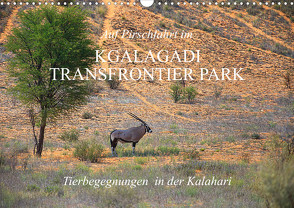 Auf Pirschfahrt im Kgalagadi Transfrontier Park (Wandkalender 2024 DIN A3 quer), CALVENDO Monatskalender von Werner Altner,  Dr.