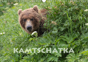 Aug in Aug mit den Braunbären in Kamtschatka (Wandkalender 2021 DIN A3 quer) von Peyer,  Stephan