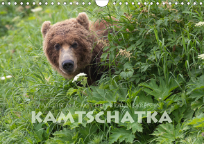 Aug in Aug mit den Braunbären in Kamtschatka (Wandkalender 2021 DIN A4 quer) von Peyer,  Stephan