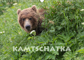 Aug in Aug mit den Braunbären in Kamtschatka (Wandkalender 2022 DIN A3 quer) von Peyer,  Stephan