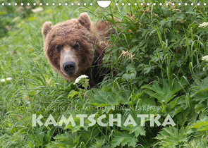 Aug in Aug mit den Braunbären in Kamtschatka (Wandkalender 2022 DIN A4 quer) von Peyer,  Stephan
