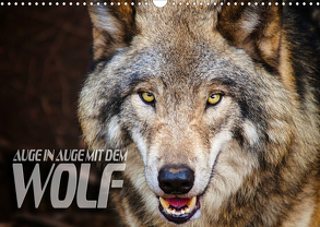 Auge in Auge mit dem Wolf (Wandkalender 2019 DIN A3 quer) von Bleicher,  Renate