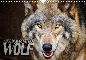 Auge in Auge mit dem Wolf (Wandkalender 2019 DIN A4 quer) von Bleicher,  Renate