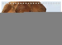 Auge in Auge mit den Tieren Afrikas (Tischkalender 2024 DIN A5 quer), CALVENDO Monatskalender von Dürr,  Brigitte