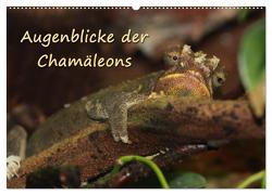 Augenblicke der Chamäleons (Wandkalender 2024 DIN A2 quer), CALVENDO Monatskalender von Chawera,  Chawera