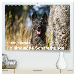 ausdrucksvolle Holländische Schäferhunde (hochwertiger Premium Wandkalender 2024 DIN A2 quer), Kunstdruck in Hochglanz von Verena Scholze,  Fotodesign