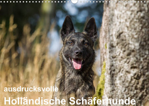 ausdrucksvolle Holländische Schäferhunde (Wandkalender 2023 DIN A3 quer) von Verena Scholze,  Fotodesign