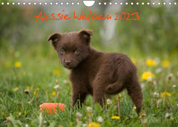 Aussie Welpen 2023 (Wandkalender 2023 DIN A4 quer) von Münzel-Hashish,  Angela