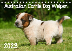 Australian Cattle Dog Welpen (Tischkalender 2023 DIN A5 quer) von Milau,  Susan