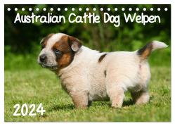 Australian Cattle Dog Welpen (Tischkalender 2024 DIN A5 quer), CALVENDO Monatskalender von Milau,  Susan