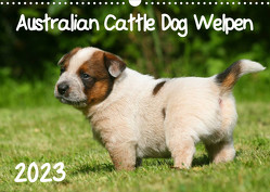 Australian Cattle Dog Welpen (Wandkalender 2023 DIN A3 quer) von Milau,  Susan