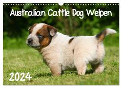 Australian Cattle Dog Welpen (Wandkalender 2024 DIN A3 quer), CALVENDO Monatskalender von Milau,  Susan