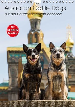 Australian Cattle Dogs auf der Darmstädter Mathildenhöhe (Wandkalender 2019 DIN A4 hoch) von Verena Scholze,  Fotodesign