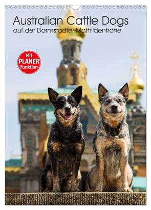 Australian Cattle Dogs auf der Darmstädter Mathildenhöhe (Wandkalender 2024 DIN A3 hoch), CALVENDO Monatskalender von Verena Scholze,  Fotodesign