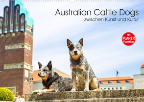 Australian Cattle Dogs zwischen Kunst und Kultur (Wandkalender 2022 DIN A2 quer) von Verena Scholze,  Fotodesign